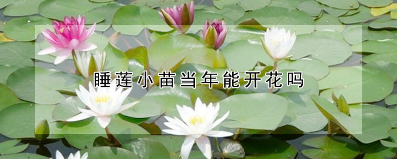 睡蓮小苗當年能開花嗎