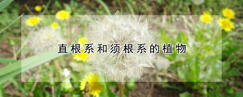 直根係和須根係的植物