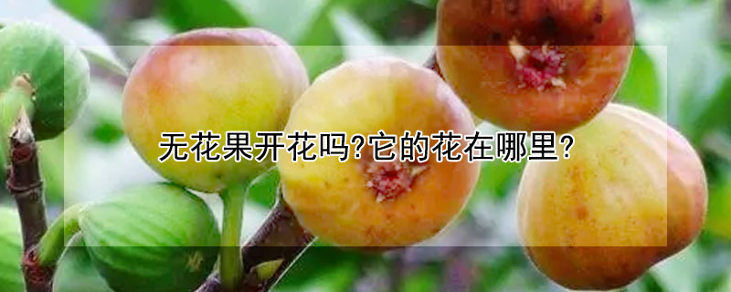 無花果開花嗎?它的花在哪裏?