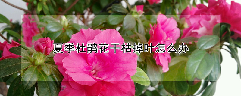 夏季杜鵑花幹枯掉葉怎麼辦