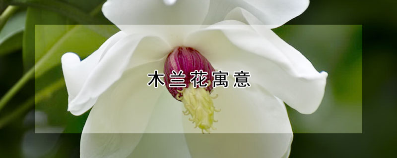 木蘭花寓意