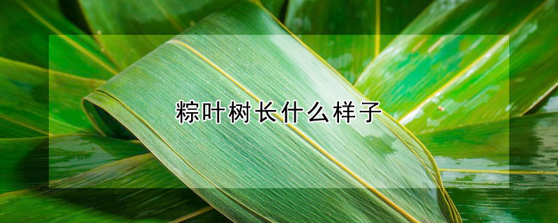 粽葉樹長什麼樣子