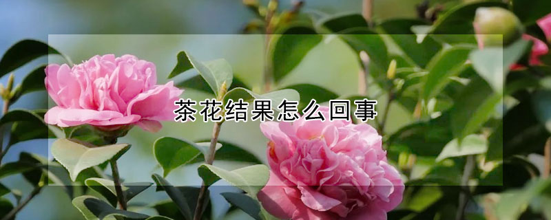 茶花結果怎麼回事