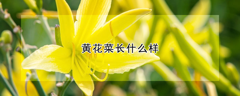 黃花菜長什麼樣