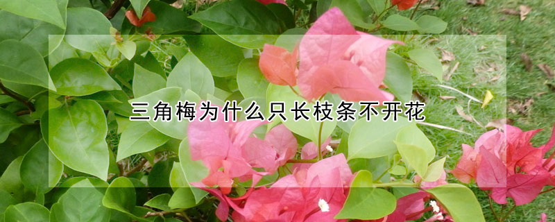 三角梅為什麼隻長枝條不開花