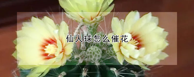 仙人球怎麼催花