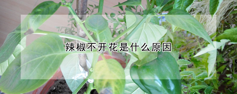 辣椒不開花是什麼原因