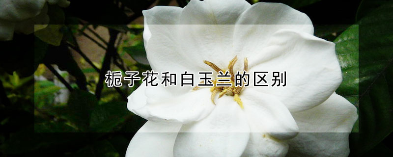 梔子花和白玉蘭的區別