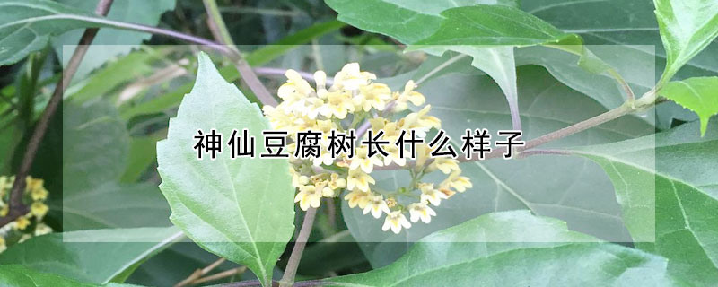 神仙豆腐樹長什麼樣子