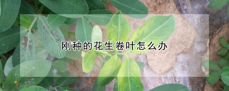 剛種的花生卷葉怎麼辦