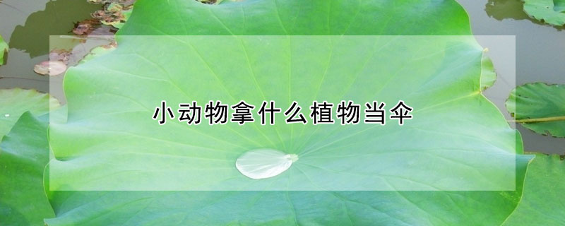 小動物拿什麼植物當傘