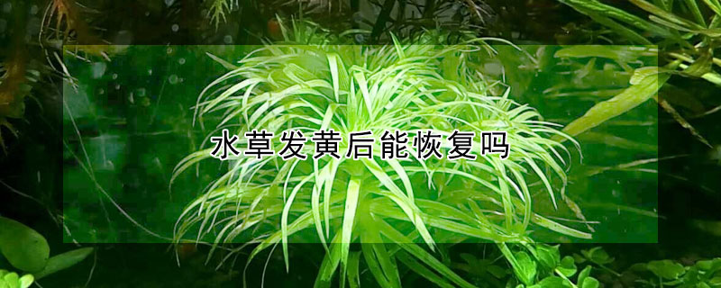 水草發黃後能恢複嗎