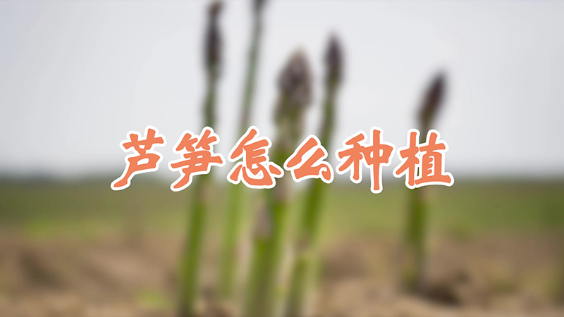 蘆筍怎麼種植