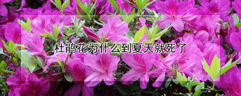 杜鵑花為什麼到夏天就死了