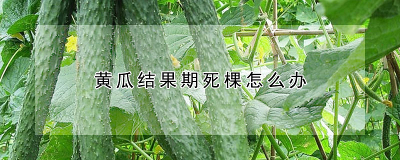 黃瓜結果期死棵怎麼辦