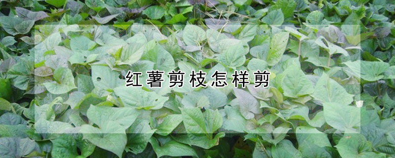 紅薯剪枝怎樣剪