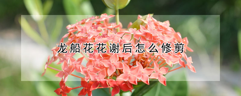 龍船花花謝後怎麼修剪