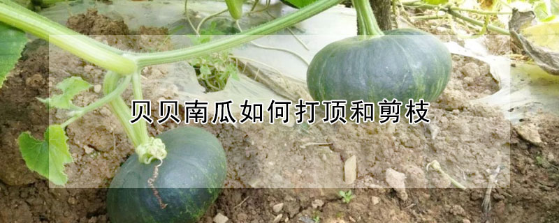 貝貝南瓜如何打頂和剪枝