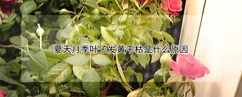 夏天月季葉子發黃幹枯是什麼原因