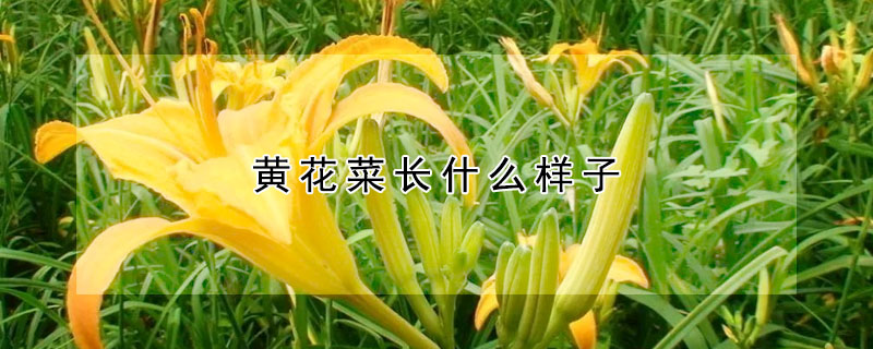 黃花菜長什麼樣子