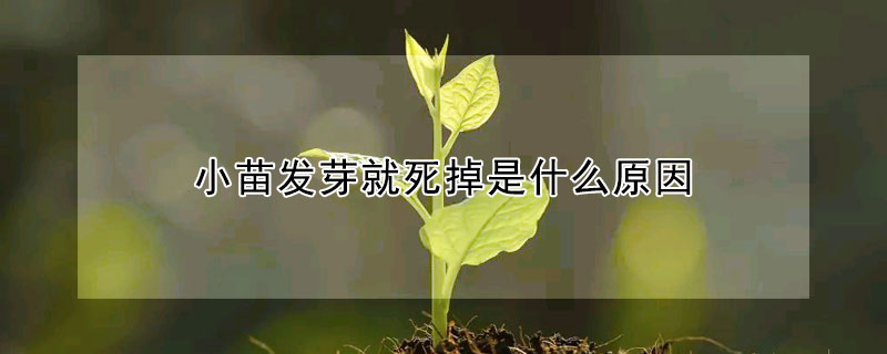 小苗發芽就死掉是什麼原因