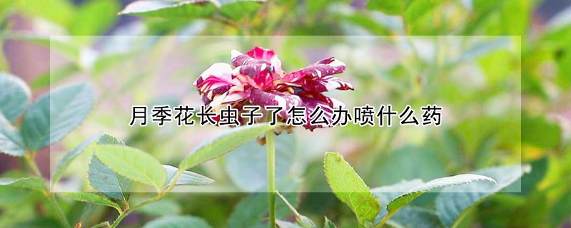 月季花長蟲子了怎麼辦噴什麼藥