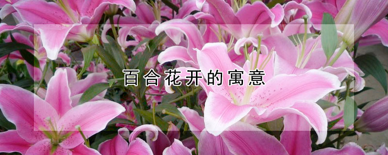 百合花開的寓意