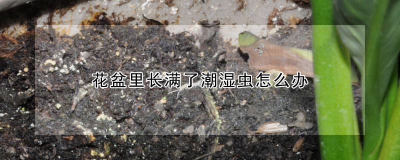 花盆裏長滿了潮濕蟲怎麼辦