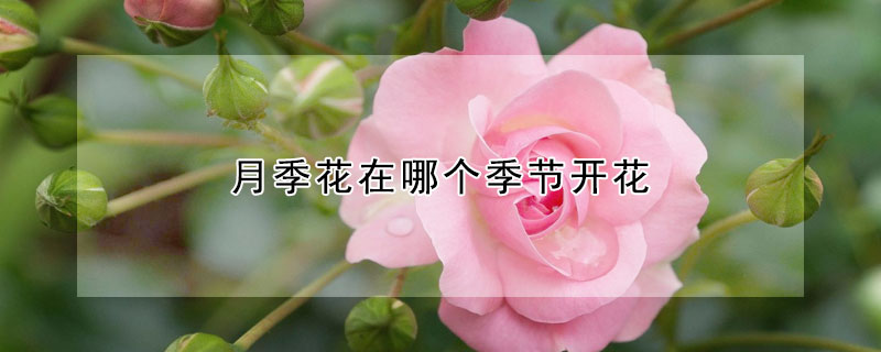 月季花在哪個季節開花