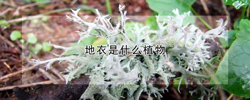 地衣是什麼植物