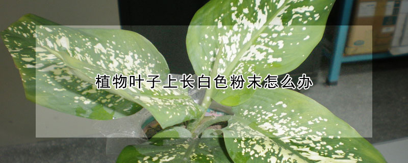 植物葉子上長白色粉末怎麼辦