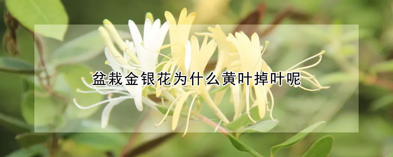 盆栽金銀花為什麼黃葉掉葉呢