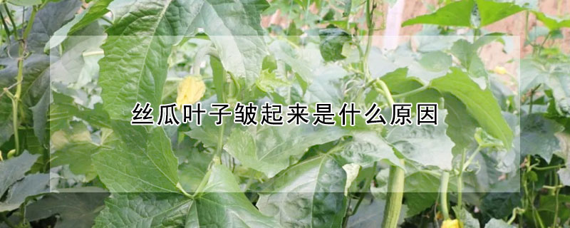 絲瓜葉子皺起來是什麼原因