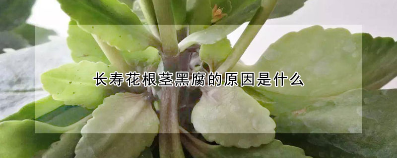 長壽花根莖黑腐的原因是什麼