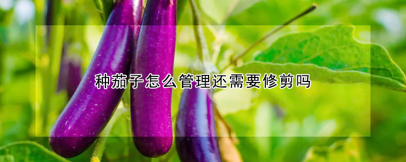 種茄子怎麼管理還需要修剪嗎