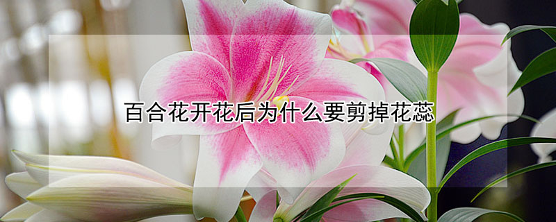 百合花開花後為什麼要剪掉花蕊