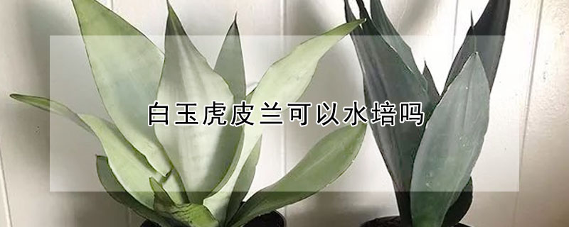 白玉虎皮蘭可以水培嗎