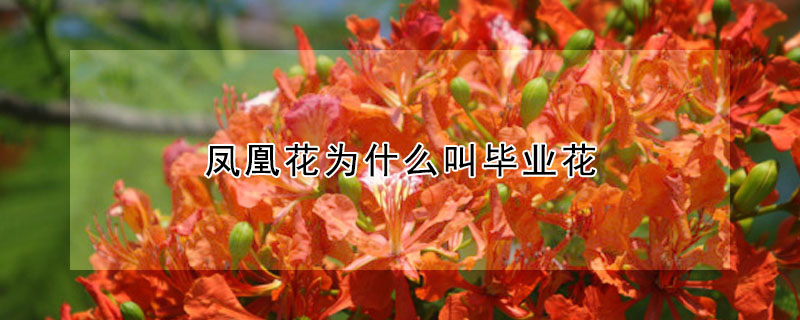 鳳凰花為什麼叫畢業花