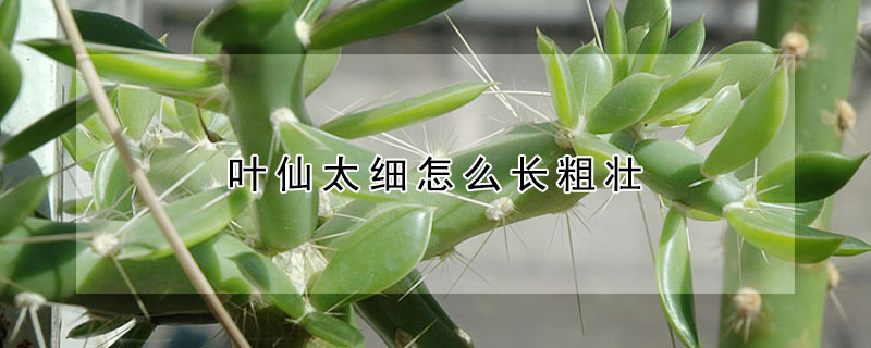 葉仙太細怎麼長粗壯