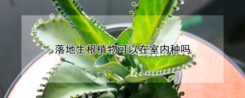 落地生根植物可以在室內種嗎