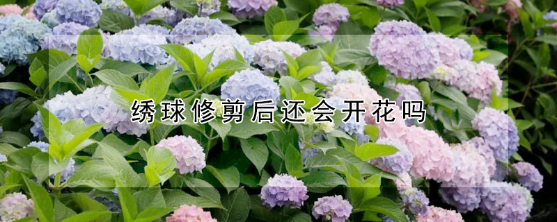 繡球修剪後還會開花嗎