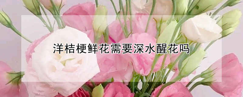 洋桔梗鮮花需要深水醒花嗎