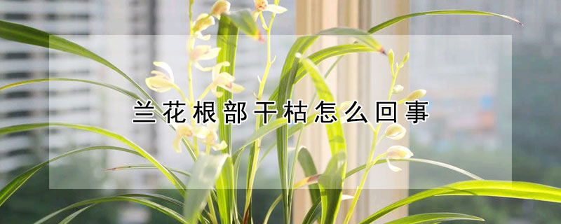 蘭花根部幹枯怎麼回事