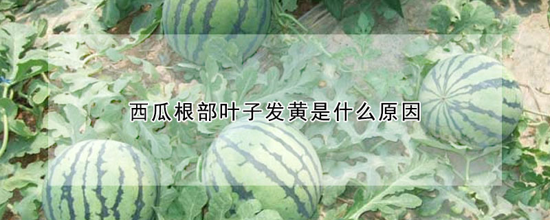 西瓜根部葉子發黃是什麼原因