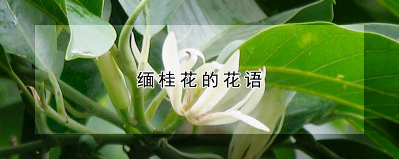 緬桂花的花語