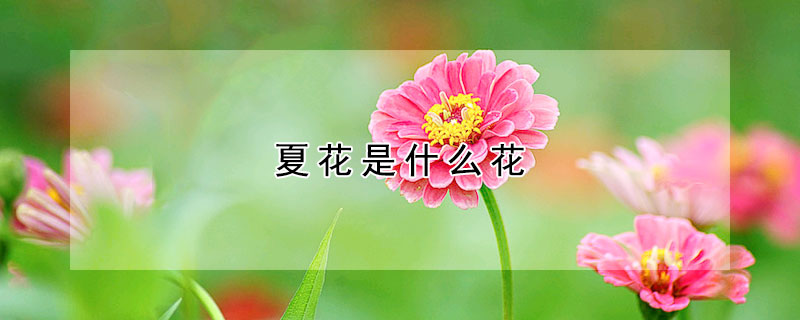 夏花是什麼花