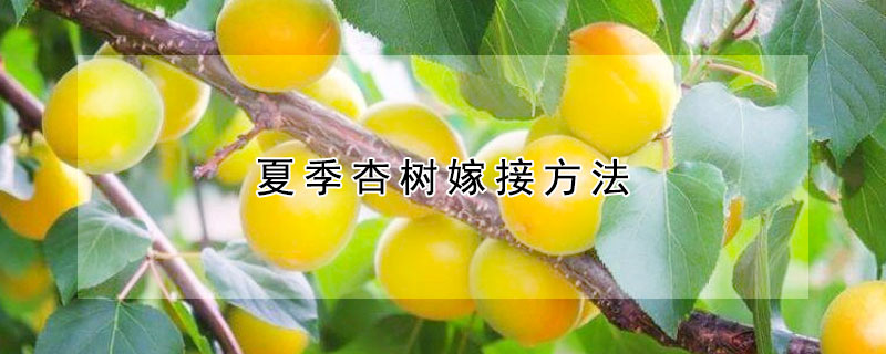 夏季杏樹嫁接方法