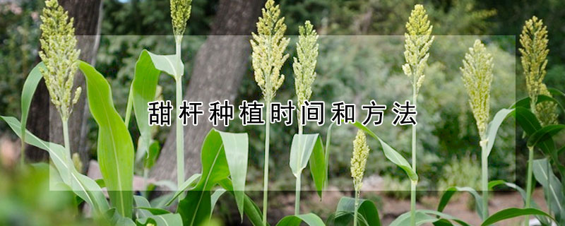 甜杆種植時間和方法