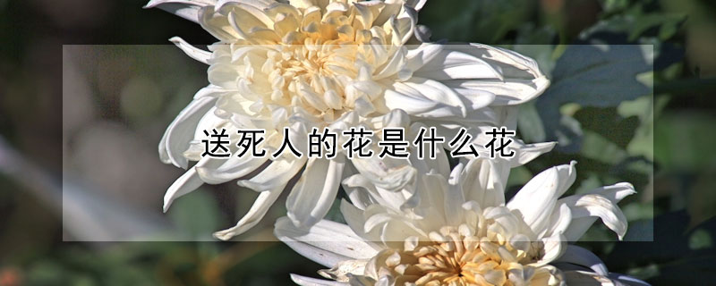 送死人的花是什麼花