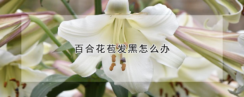 百合花苞發黑怎麼辦